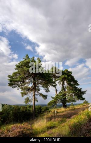 Due pini di Pinus sylvestris o di Scozia nella foresta di Ashdown in un nuvoloso pomeriggio estivo, Sussex orientale, Inghilterra sudorientale Foto Stock