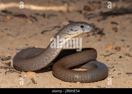 Lucertola comune australiana con piede squamoso che mostra la coda rigenerata Foto Stock