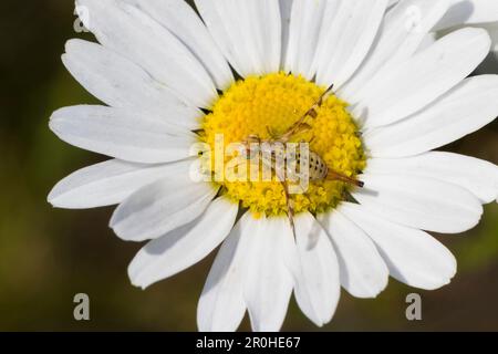 peacock mosca, peacock mosche (Chaetorellia spec.), su una fioritura, vista dorsale, Germania Foto Stock