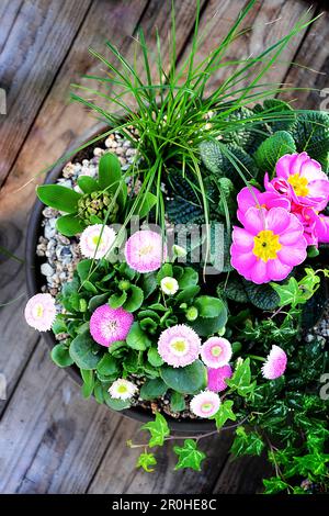 Ciotola piantata con Bellis, primrose, giacinto e edera Foto Stock