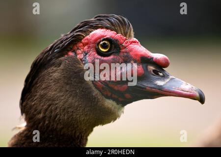 Anatra moscovica (Cairina moschata), ritratto, Danimarca, Skagen Foto Stock