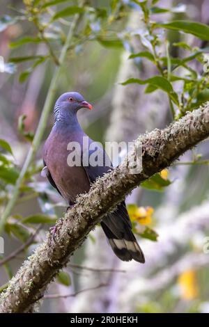 Piccione di bolle (Columba bollii), seduto su un ramo nella foresta di alloro, Isole Canarie, la Palma Foto Stock