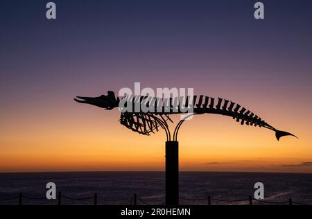 La balena dal becco d'oca di Cuvier, la balena dal becco di Cuvier (Ziphius cavirostris), il memoriale dello scheletro sulla costa di El Cotillo al tramonto, Isole Canarie, Foto Stock