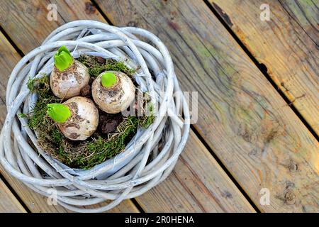 Jacinthe (Hyacinthus orientalis), cesto piantato con bulbi di giacinto Foto Stock