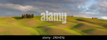 Colline Toscane della Val d'Orcia con Cypress Grove e il primo verde della molla nella luce della sera, San Quirico d'Orcia, Toscana, Italia Foto Stock