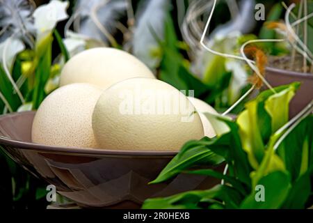 Uova di struzzo in una ciotola per la vendita su un mercato, Germania Foto Stock