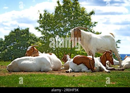 Capra domestica (Capra hircus, Capra aegagrus F. hircus), gruppo che riposa su un pascolo, Germania Foto Stock