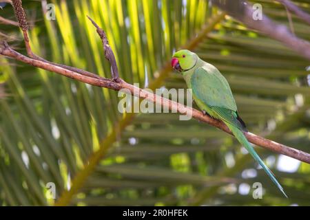 Parakeet con anello di rosa (Psittacula krameri), maschio seduto sul ramo sotto le foglie di palma, Isole Canarie, Lanzarote, Arrecife Foto Stock