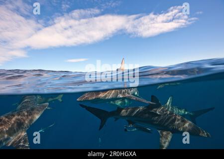 Gli squali Blacktip, Carcharhinus limbatus, Aliwal Shoal, Oceano Indiano, Sud Africa Foto Stock