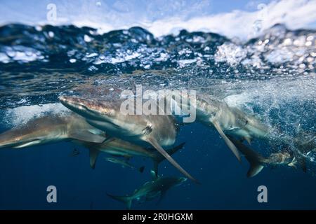 Gli squali Blacktip, Carcharhinus limbatus, Aliwal Shoal, Oceano Indiano, Sud Africa Foto Stock