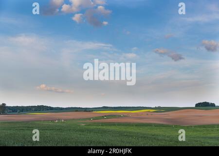 Paesaggio con campi vicino a Conow, Feldberger Seenlandschaft, Meclemburgo-Pomerania occidentale, Germania Foto Stock