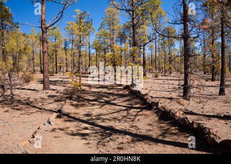 Escursione per Paisaje Lunar vicino a Vilaflor, Tenerife, Isole Canarie, Spagna Foto Stock