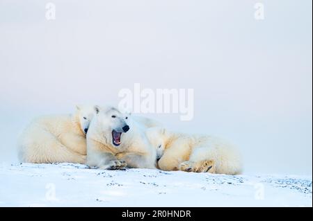 Un orso polare della madre (Ursus maritimus) ha strappato con i suoi due cuccioli. Fotografato nel Arctic National Wildlife Refuge, Alaska. Foto Stock