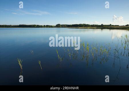 Canne in Selliner vedere, vicino a Sellin, Ruegen isola, Mar Baltico, Mecklenburg Western-Pomerania, Germania Foto Stock