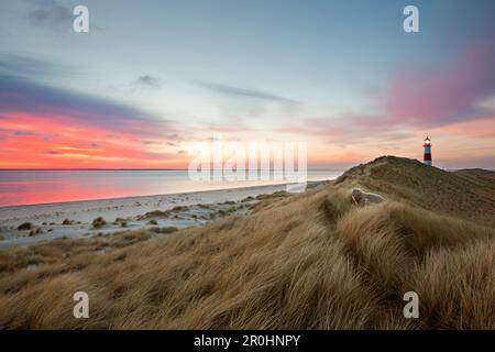 Pecore nelle dune, faro di List Ost, penisola di Ellenbogen, isola di Sylt, Mare del Nord, Frisia settentrionale, Schleswig-Holstein, Germania Foto Stock