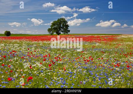 Cornflowers, papaveri e margherite in un campo vicino a Lassan, Mecklenburg Western Pommerania, Germania Foto Stock