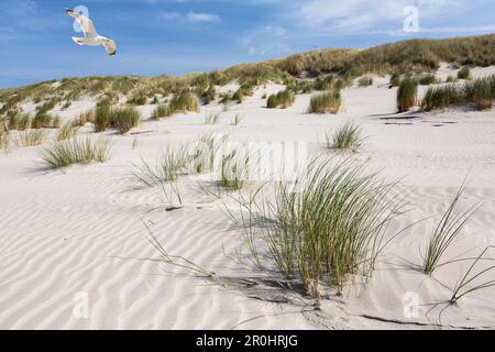 Gabbiano di aringa che sorvola le dune, Isola Juist, Mare del Nord, Isole Frisone Orientali, Frisia Orientale, Bassa Sassonia, Germania, Europa Foto Stock