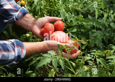 Uomo con pomodori maturi rossi in giardino, primo piano Foto Stock