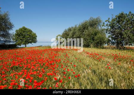 Campo di papavero sulla riva del lago vicino a San Feliciano, Lago Trasimeno, provincia di Perugia, Umbria, Italia, Europa Foto Stock