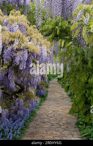 Il Glicine floribunda, glicine giapponese, Germania, Europa Foto Stock