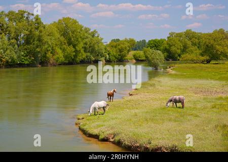 Cavalli al pascolo vicino al fiume Mosa vicino a Mont-devant-Sassey, Vallée de Meuse, Dipartimento. Mosa, Regione Lothringen, Francia, Europa Foto Stock