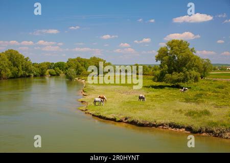 Fiume Mosa vicino a Mont-devant-Sassey, Vallée de Meuse, Dipartimento Mosa, Regione Lothringen, Francia, Europa Foto Stock