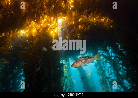 Kelp Bass nella foresta di Kelp, Paralabrax clathratus, San Benito Isola, Messico Foto Stock