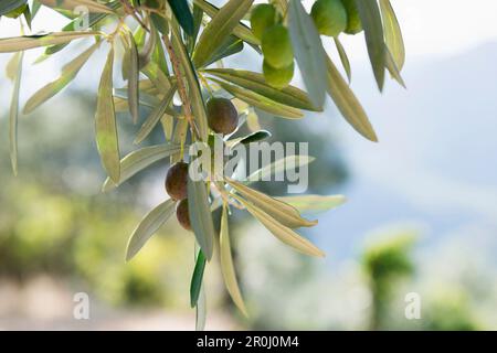 Olive, vicino Castelvecchio di Rocca Barbena, provincia di Savona, Riviera Italiana, Liguria, Italia Foto Stock