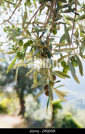 Olive, vicino Castelvecchio di Rocca Barbena, provincia di Savona, Riviera Italiana, Liguria, Italia Foto Stock