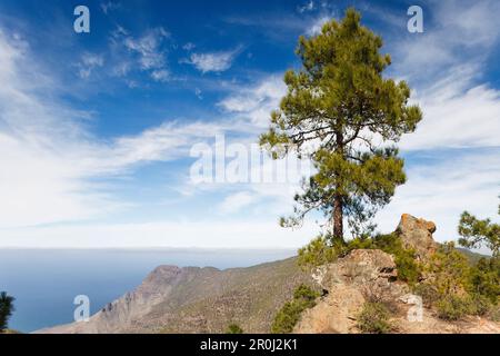 Vista dalla pineta di Tamadaba, dalla pineta delle canarie, dalle montagne, dalla riserva naturale, dal Parque Natural de Tamadaba, dalla riserva della biosfera UNESCO, dalla costa occidentale, da Gra Foto Stock