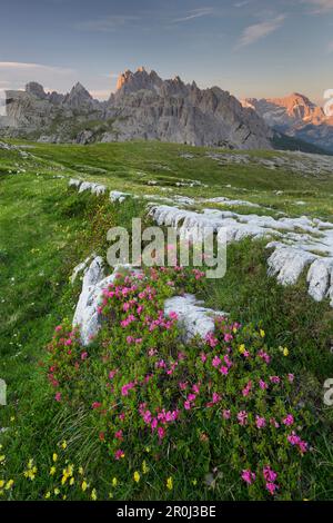 Cadini di Misurina con alpenrose, Veneto, Dolomiti, Italia Foto Stock