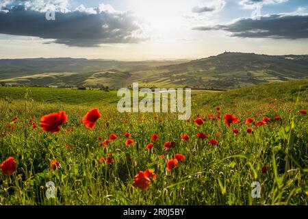 Paesaggio con papaveri rossi, nei pressi di Pienza, Val d'Orcia, in provincia di Siena, Toscana, Italia, patrimonio mondiale dell UNESCO Foto Stock