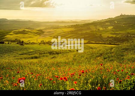 Paesaggio con papaveri rossi, nei pressi di Pienza, Val d'Orcia, in provincia di Siena, Toscana, Italia, patrimonio mondiale dell UNESCO Foto Stock