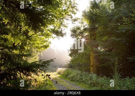 Percorso nei pressi del Hohle Eiche 1000 anni di quercia cava nella foresta di Kellerwald nella valle del Lengeltal nel Parco Nazionale di Kellerwald-Edersee, Frankenau, H Foto Stock