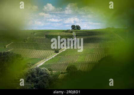 Vista dal vigneto Escherndorfer FUERSTENBERG ai vigneti Nordheimer Voegelein e Sommeracher Katzenkopf, vicino a Neuses am Berg, Franconia, Baviera, G. Foto Stock