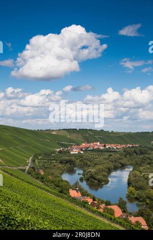 Vista dal vigneto attraverso il Mainschleife del fiume meno con Koehler ed Escherndorf in lontananza, Koehler, Franconia, Baviera, Germania Foto Stock