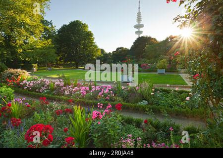 Giardino delle Rose con la torre della televisione in background, il parco Planten un Blomen, Amburgo, Germania Foto Stock