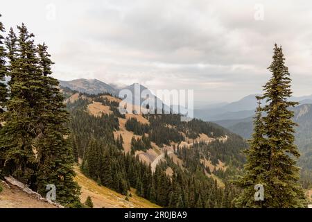 Strada che conduce fino alla cima del Parco Nazionale Olimpico di Hurricane Ridge con montagne a strati sullo sfondo. Foto Stock