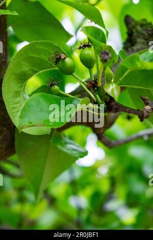 Frutti di forma dopo i petali di Nashi Pear Tree (Pyrus pyrifolia kumoi) sono caduti. Foto Stock