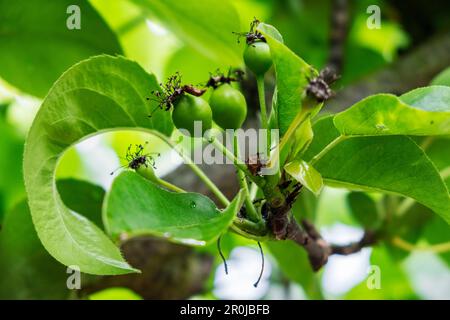 Frutti di forma dopo i petali di Nashi Pear Tree (Pyrus pyrifolia kumoi) sono caduti. Foto Stock