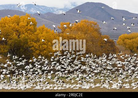 Le oche delle nevi svernano in Apache del Bosque, Anser caerulescens atlanticus, Chen caerulescens, Nuovo Messico, STATI UNITI D'AMERICA Foto Stock