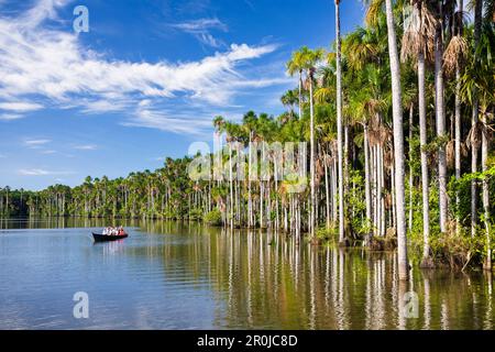 Barca turistica e palme Mauriti, Buriti, Moriche Palms, sul lago Sandoval, Mauritius flexuosa, Tambopata National Reserve, Perù, Sud America Foto Stock