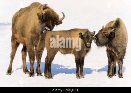 Bisonti europei nella neve, bisonte bonasus, Nationalpark Bayerischer Wald, Germania, prigioniero Foto Stock