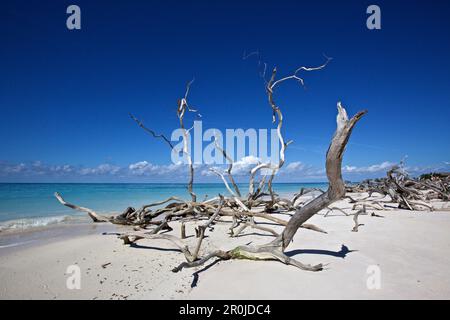 Drift legno sulla spiaggia dell'isola di corallo Cayo Jutias vicino a Santa Lucia, Cuba Foto Stock