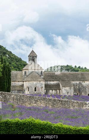 Notre Dame de Senanque Abbazia, vicino a Gordes, dipartimento Vaucluse, Provence-Alpes-Côte d'Azur, Provenza, Francia Foto Stock