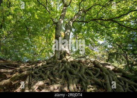 Vecchi faggi, Castello di Roetteln, Loerrach, Foresta Nera, Baden-Wuerttemberg, Germania Foto Stock
