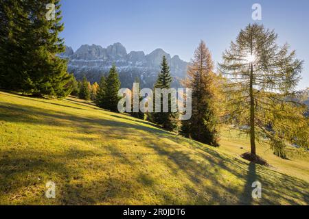 Autunno di fronte al Monte Rosengarten, Koelbleggiesen, vicino al Nigerpass, Alto Adige, Alto Adige, Dolomiti, Italia Foto Stock