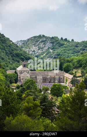 Notre Dame de Senanque Abbazia, vicino a Gordes, dipartimento Vaucluse, Provence-Alpes-Côte d'Azur, Provenza, Francia Foto Stock