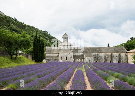 Notre Dame de Senanque Abbazia, vicino a Gordes, dipartimento Vaucluse, Provence-Alpes-Côte d'Azur, Provenza, Francia Foto Stock