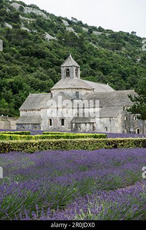 Notre Dame de Senanque Abbazia, vicino a Gordes, dipartimento Vaucluse, Provence-Alpes-Côte d'Azur, Provenza, Francia Foto Stock